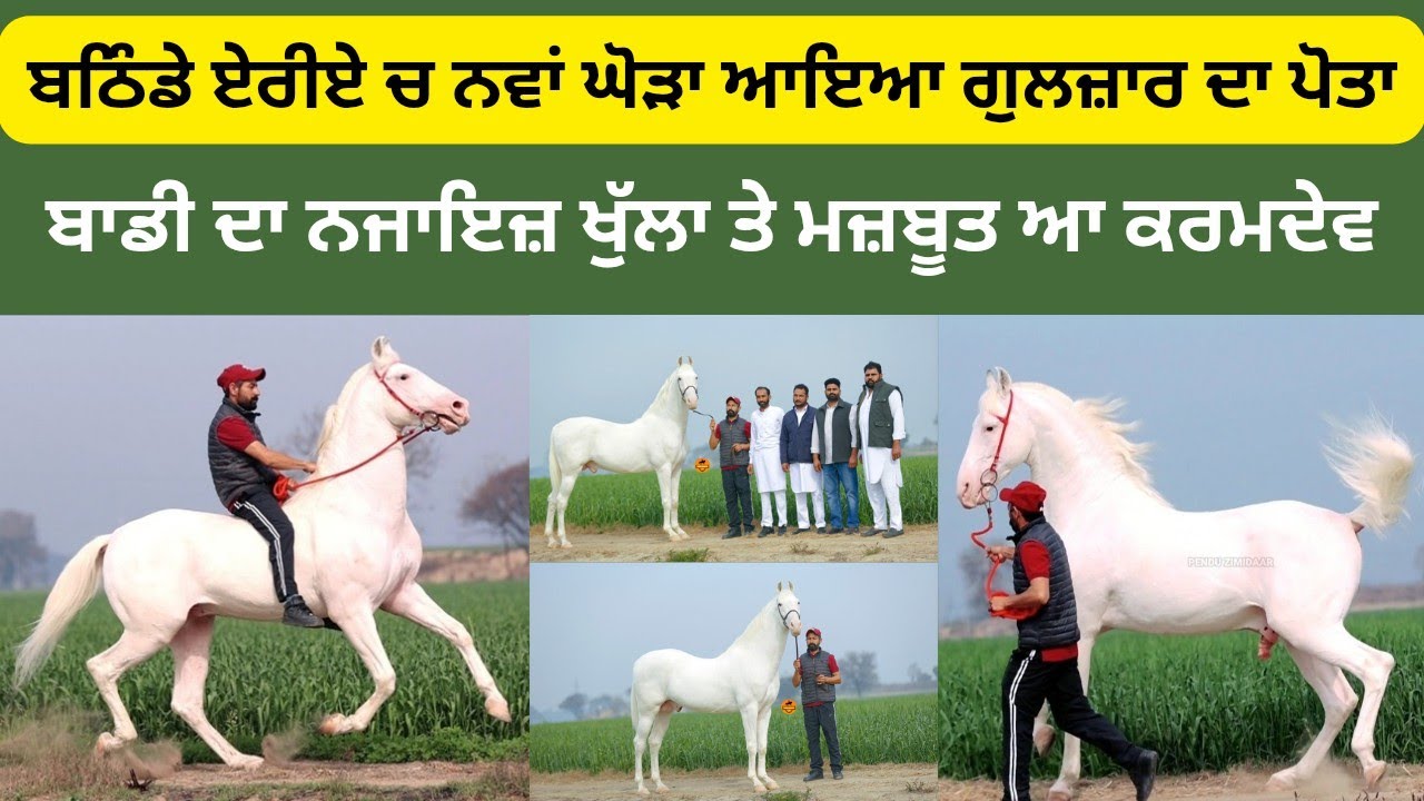ਨਵਾਂ ਘੋੜਾ ਆਇਆ ਬਠਿੰਡੇ ਏਰੀਏ ਚ ਗੁਲਜ਼ਾਰ ਦਾ ਪੋਤਾ ਕਰਮਦੇਵ,ਬਾਹਲਾ ਖੁੱਲਾ,ਮਜ਼ਬੂਤ ਤੇ ਸੋਹਣਾ ਘੋੜਾ,ਫੀਸ ਬਹੁਤ ਘੱਟ