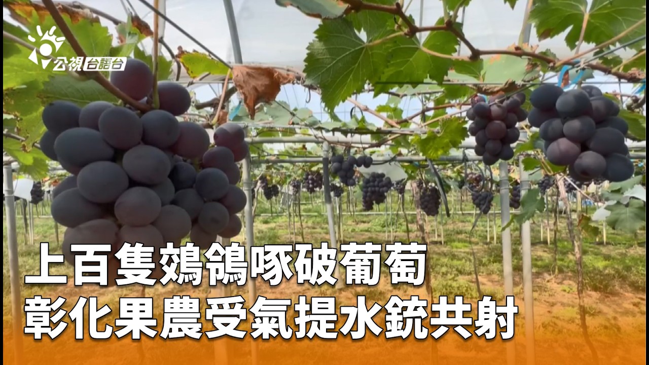 上百隻鵁鴒啄破葡萄 彰化果農受氣提水銃共射 | 公視台語台 | 20260306
