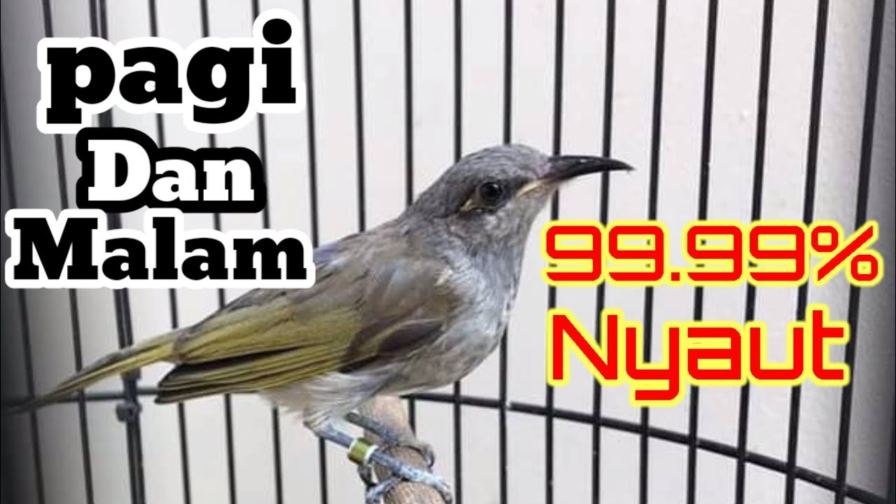 masteran cucak kombo gacor full isian mewah... kacial kombo