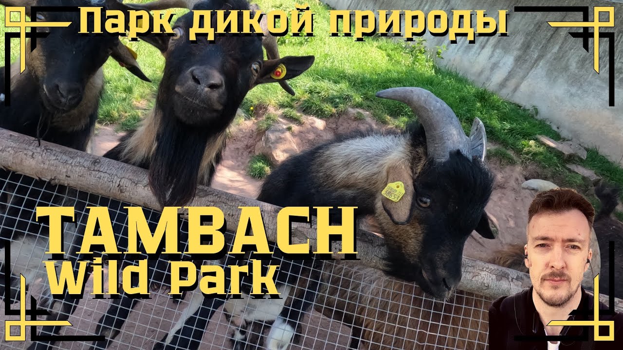 Tambach Wild Park - лучший парк дикой природы в Германии!