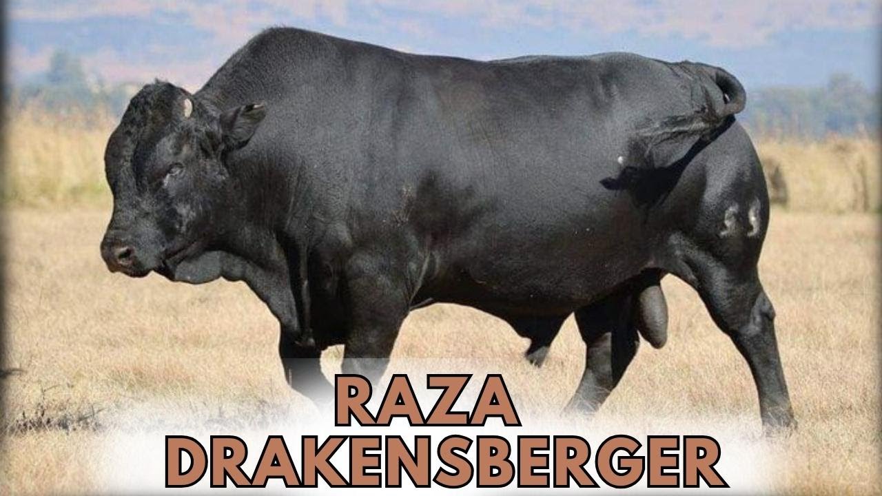 Raza de ganado Drakensberger. hechos, usos, or&iacute;genes y caracter&iacute;sticas.