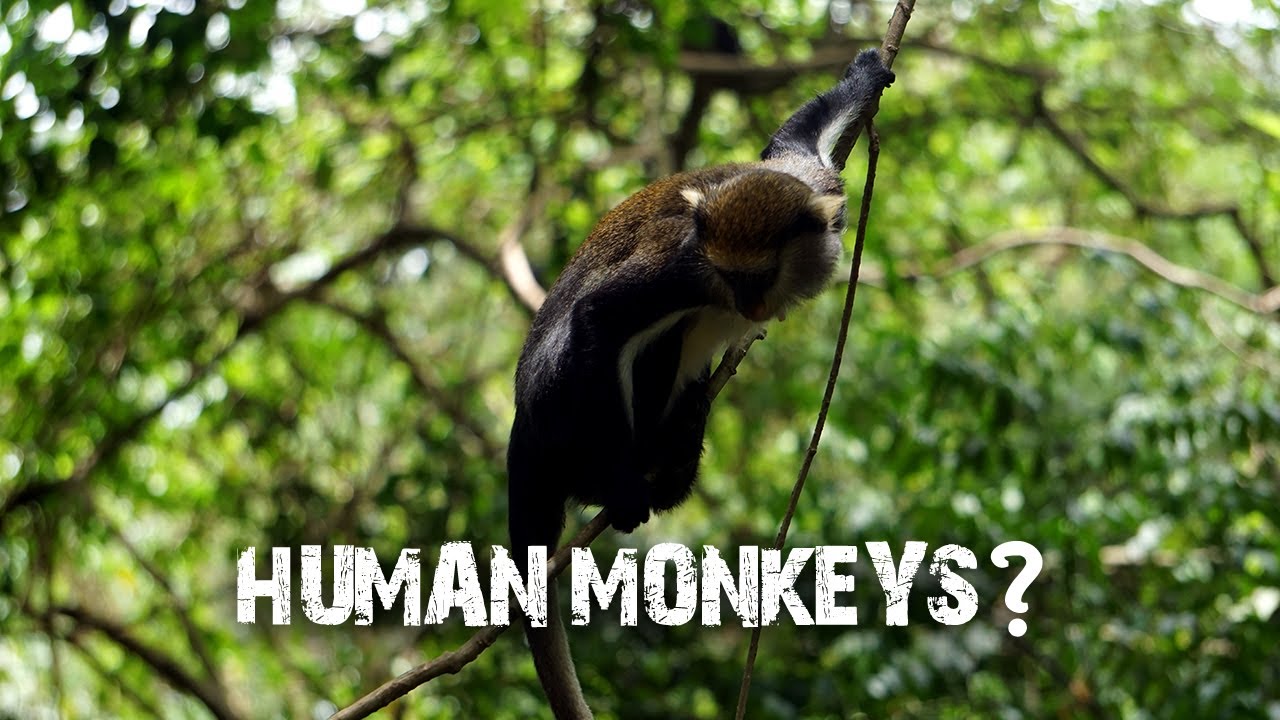 Human Monkeys? BOABENG-FIEMA MONKEY SANCTUARY in Ghana | 4K Video | Sony a6000