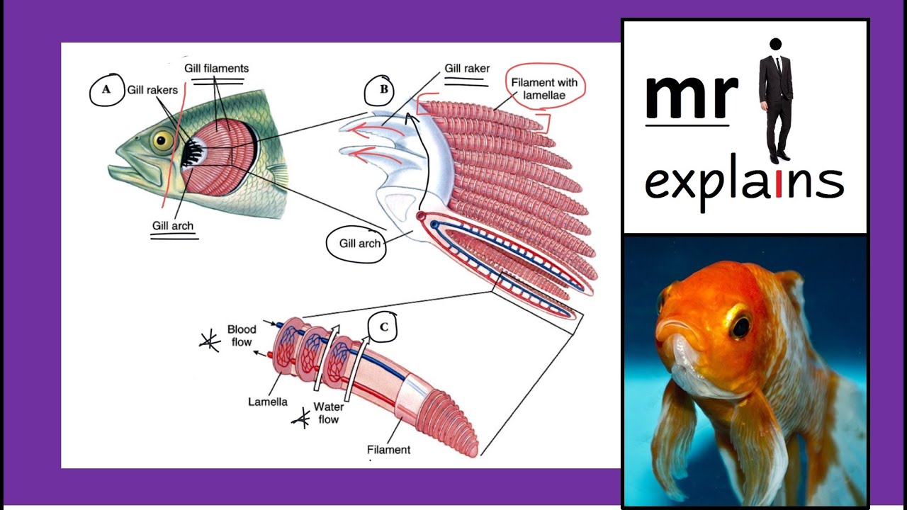 mr i explains: Gas Exchange in Fish