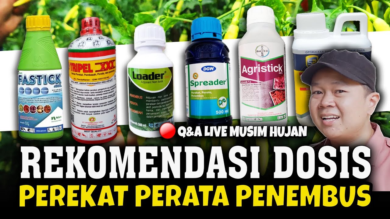 🔴 MAU NYEMPROT PAKAI PEREKAT.?? REKOMENDASI DOSIS TEPAT MUSIM HUJAN | Agar Tanaman Subur & Sehat