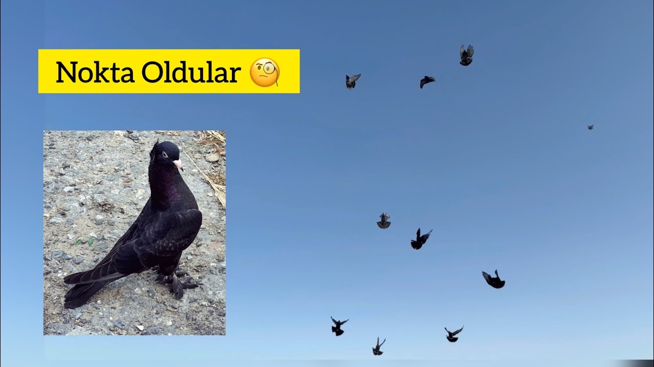 13 TANE KUŞ SİNEK OLDU - DUMANLI EN SONA KALDI - Taklacı Güvercin Oyunkuşu