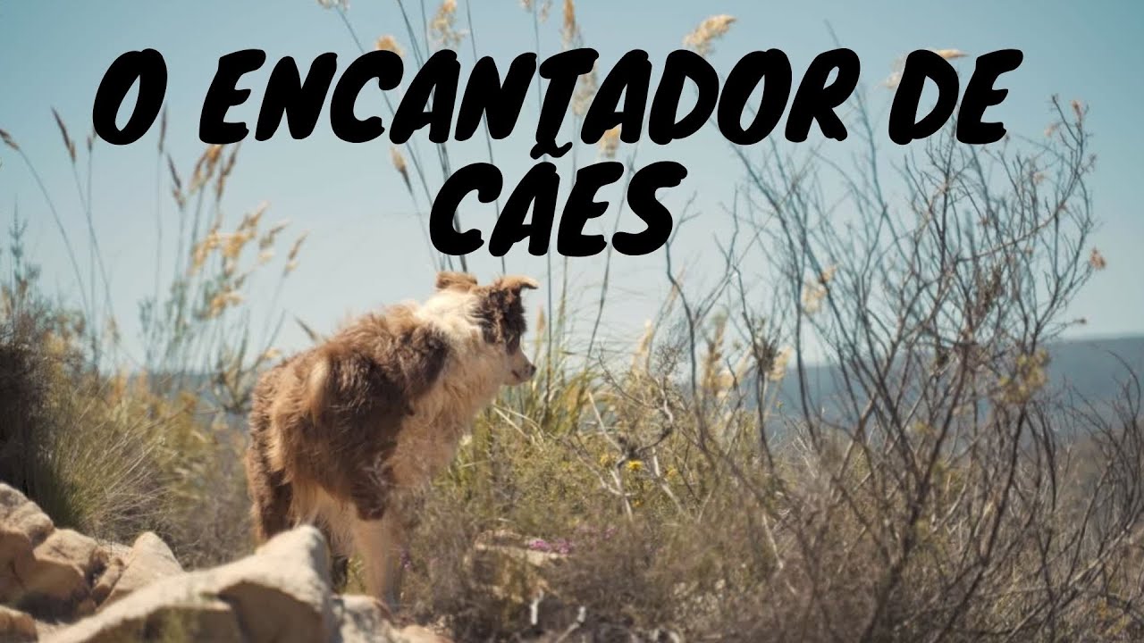 O encantador de Cães - A Cadela enfurecida