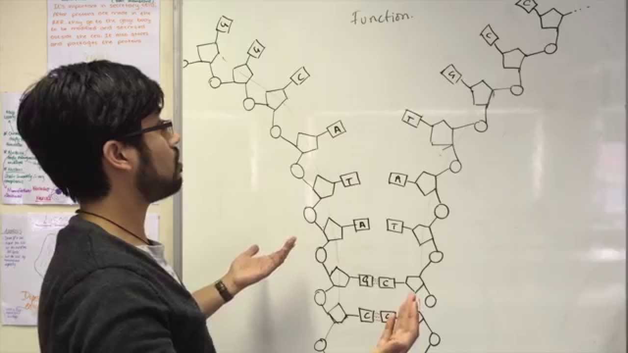 Functions of nucleic acids