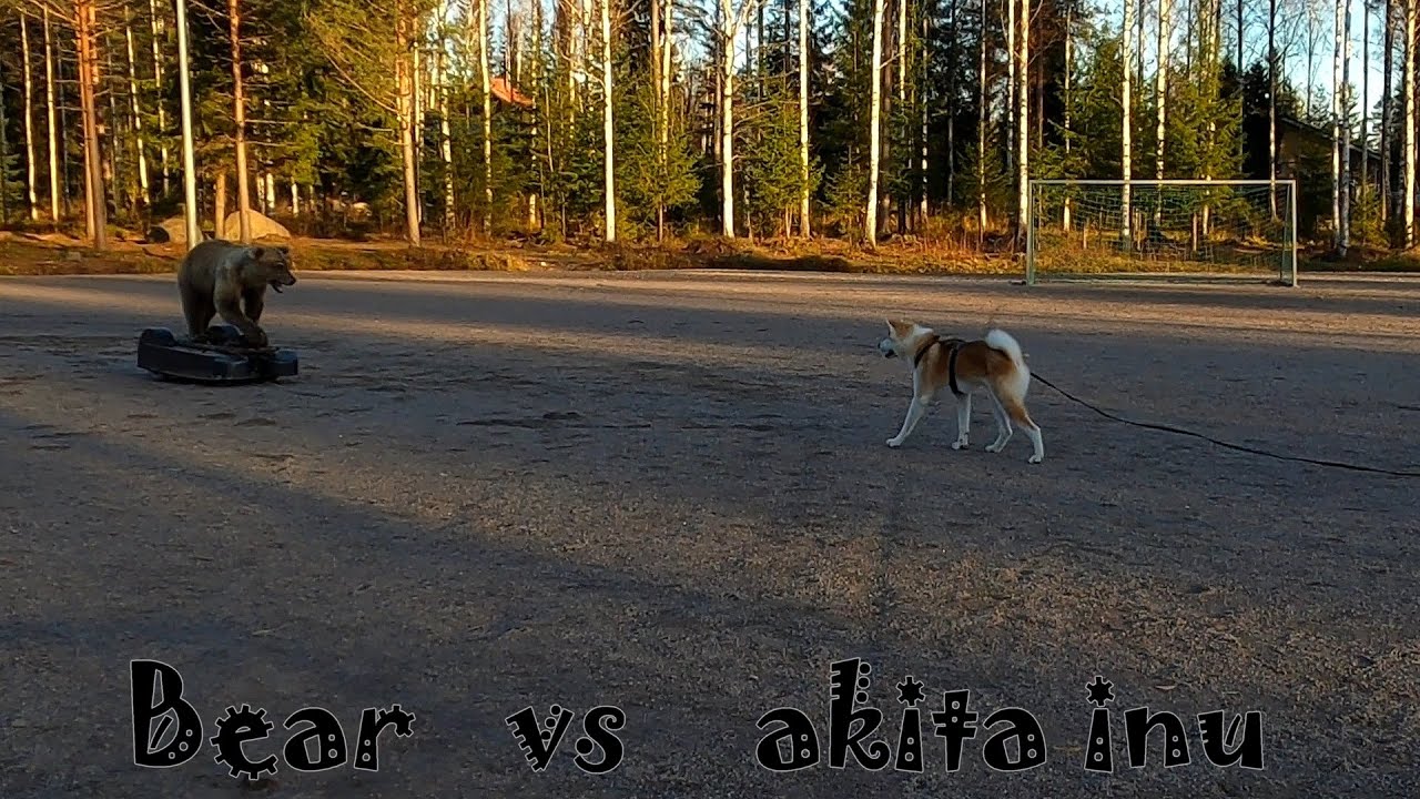 BEAR TEST - KOVU (Akita inu)