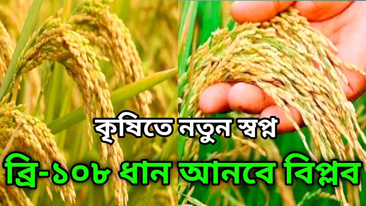 ব্রি ১০৮ ধান ফসলের নতুন জাত উদ্ভাবন। বিঘাপ্রতি ৩৩ মন ধান পাবে ব্রি ১০৮ ধান থেকে। Brri Dhan 108.