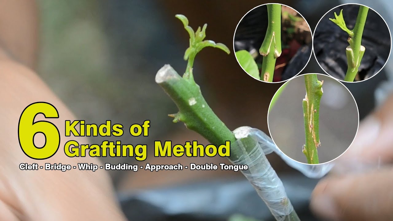 6 Grafting example in HD Video