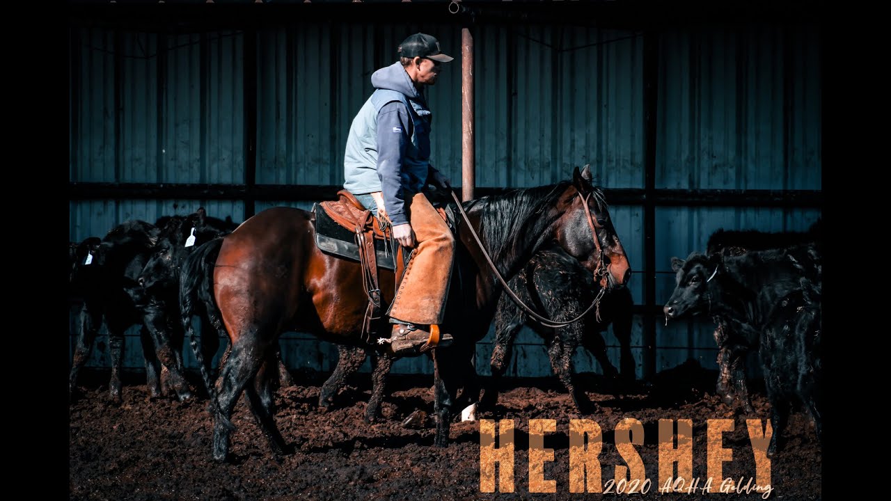 Hershey - 2020 AQHA Gelding
