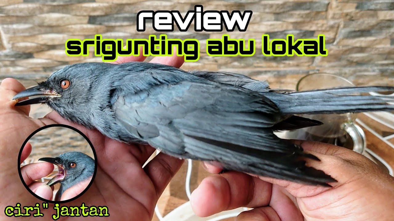 REVIEW BURUNG SRIGUNTING ABU ABU LOKAL | SRIGUNTING ABU GACOR | SRIGUNTING ABU ISIAN CILILIN
