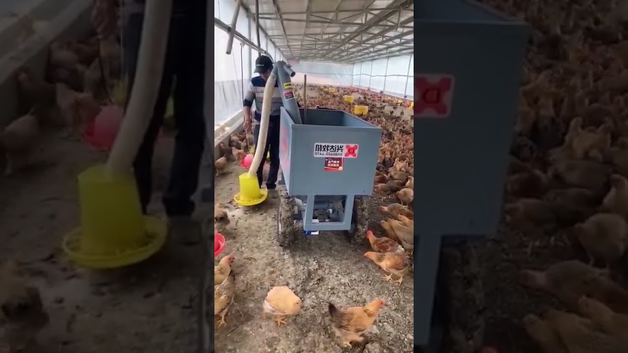 Electric feeder for chicken poultry farm equipment chicken##poultry .