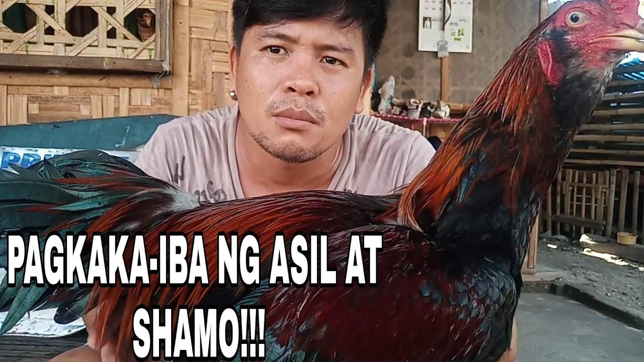 Ang pagkaka-iba ng shamo at asil na manok!!!