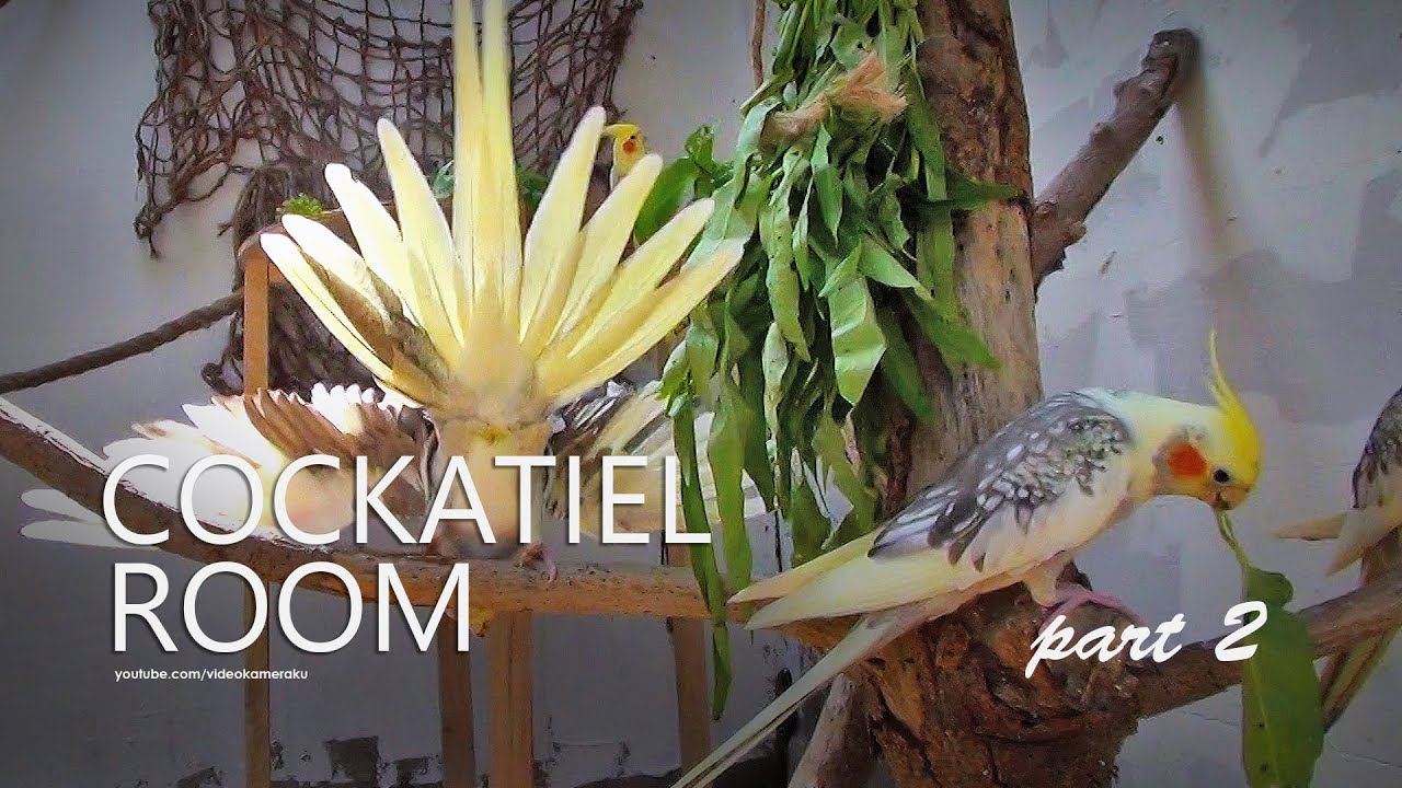Cockatiel Room: September 2025 - Part 2
