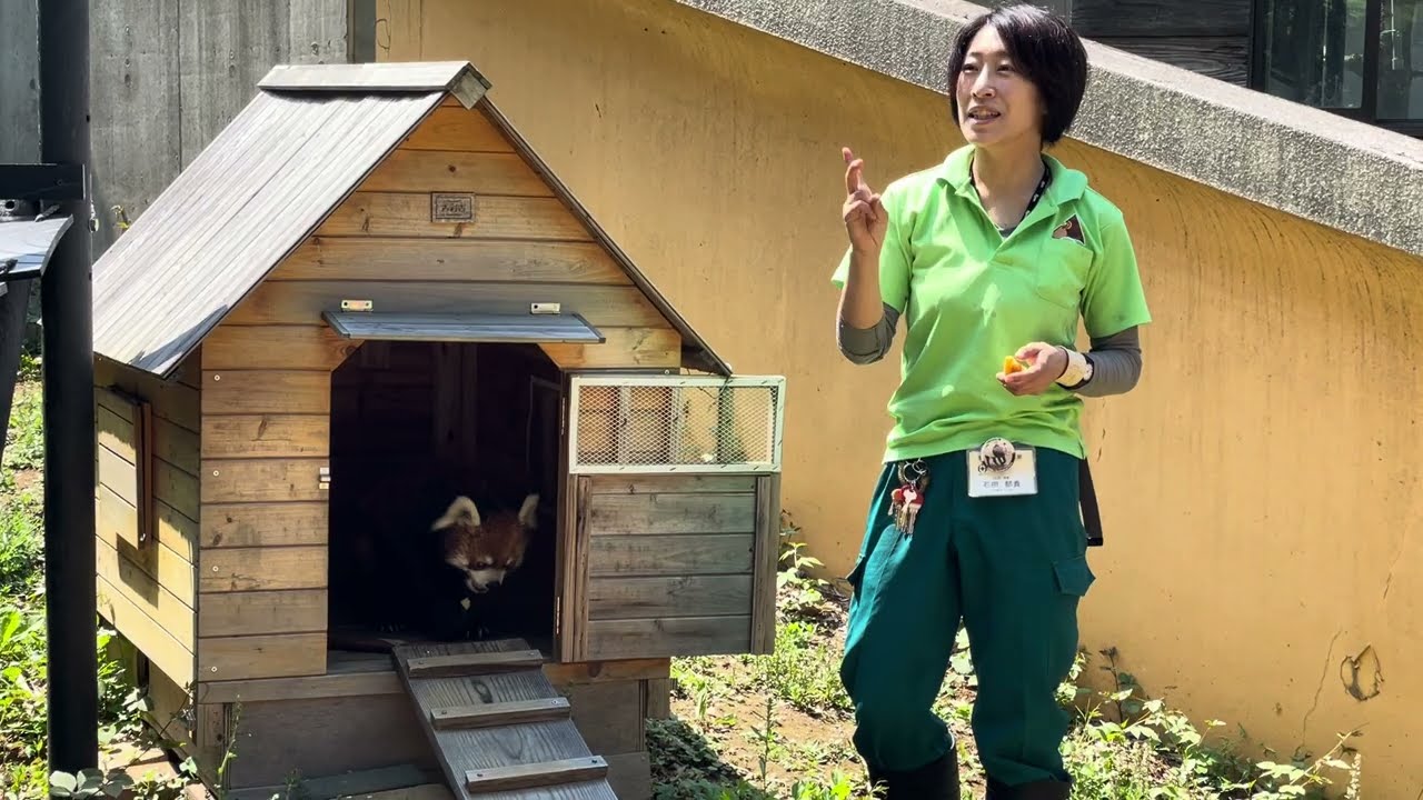 風太くん　タケノコを貰いました〜　レッサーパンダ　千葉市動物公園　2024年5月24 日　IMG 3652
