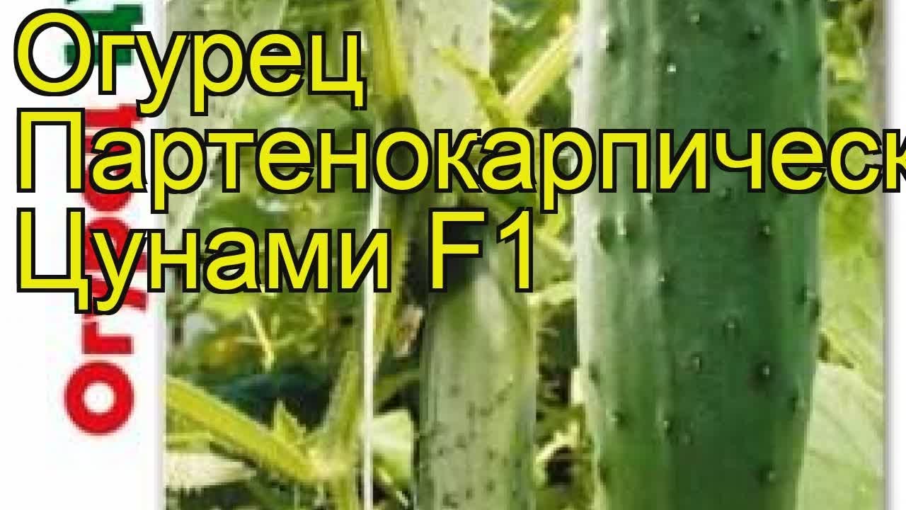 Огурец партенокарпический Цунами F1. Краткий обзор, описание cucumis sativus TCunami F1