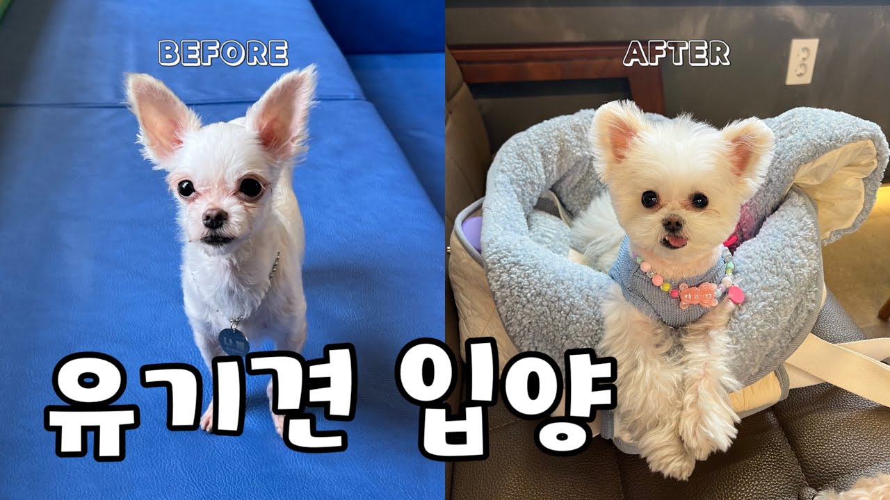 유기견 입양 브이로그, 아산애니멀호더구조견, 임시보호에서 입양까지 | 이렇게 이뻐지기 있긔 없긔 🌼