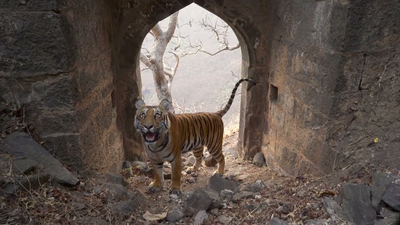 Melghat Tiger Reserve - Narnala 4K Promotional Video