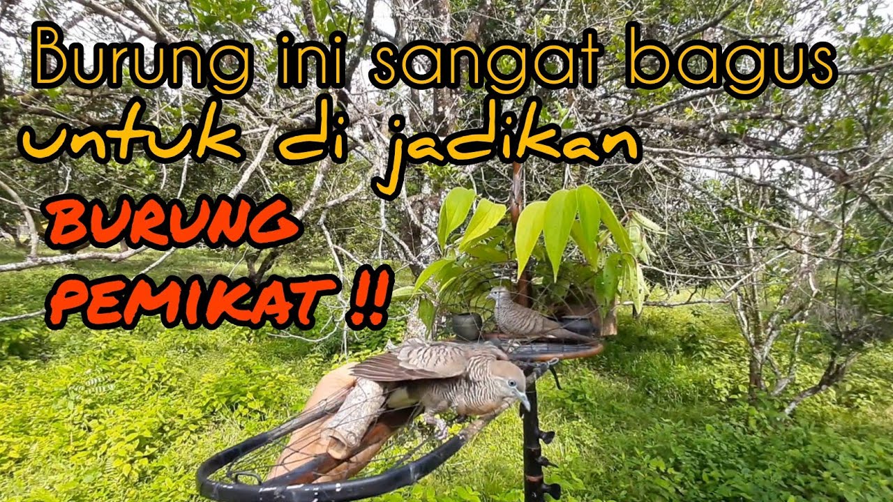Dapat perkutut LIAR yang sangat bagus untuk di jadikan burung PEMIKAT !!
