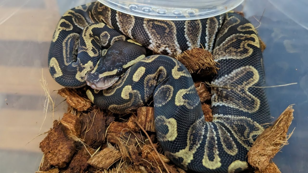 Our First Volta Babies! How Does Volta Work Exactly?