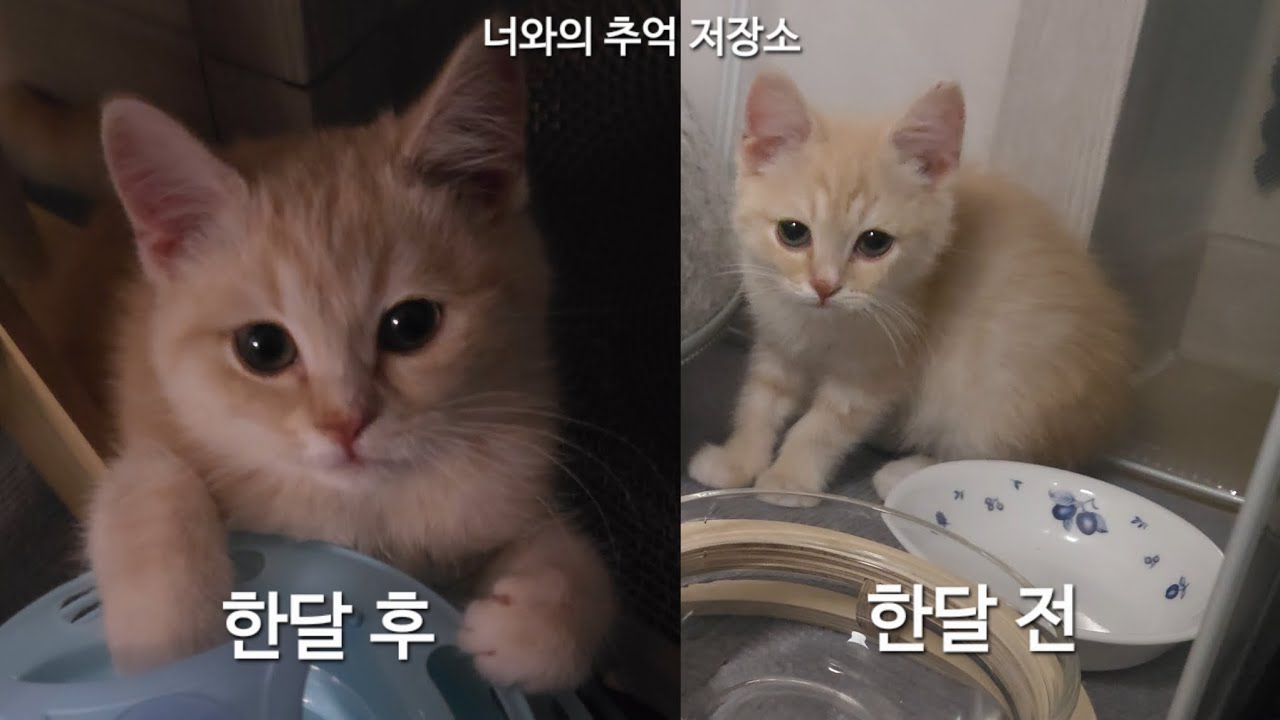아기고양이와 만난지 한달 스토리 추억 저장