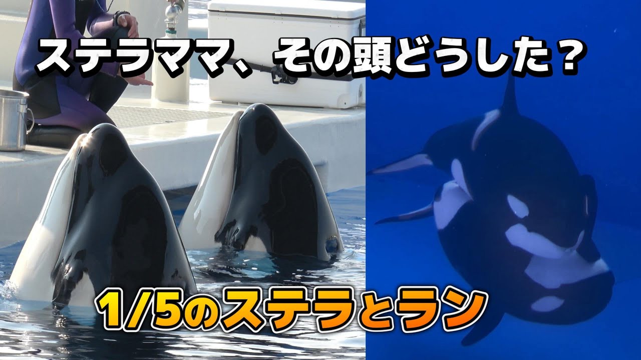 【シャチ】あけおめ！1月5日の朝からのステラとランの様子です【須磨シーワールド2026】#シャチ