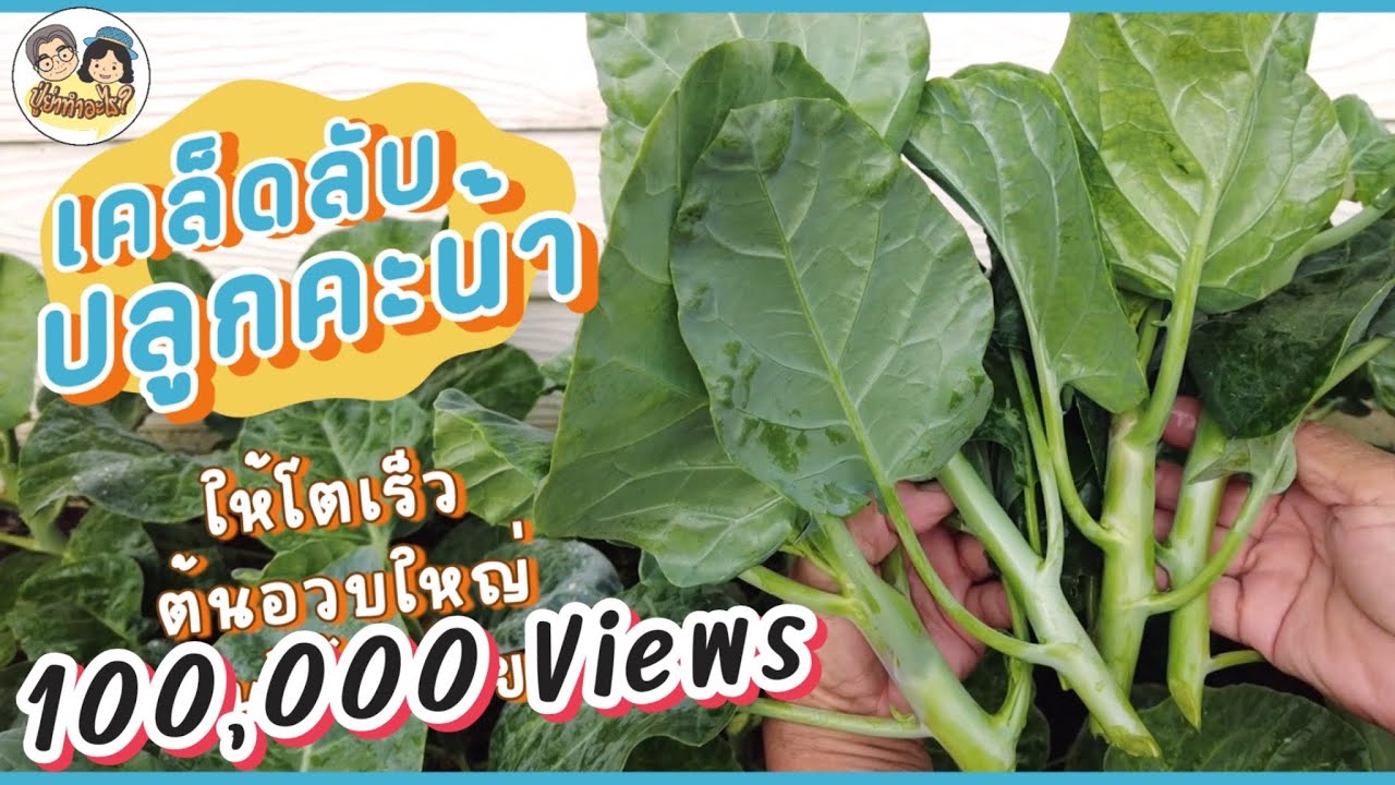 เคล็ดลับปลูกคะน้าให้โตเร็ว ต้นอวบใหญ่ เก็บกินได้หลายครั้ง | ย่าปลูกอะไร EP24