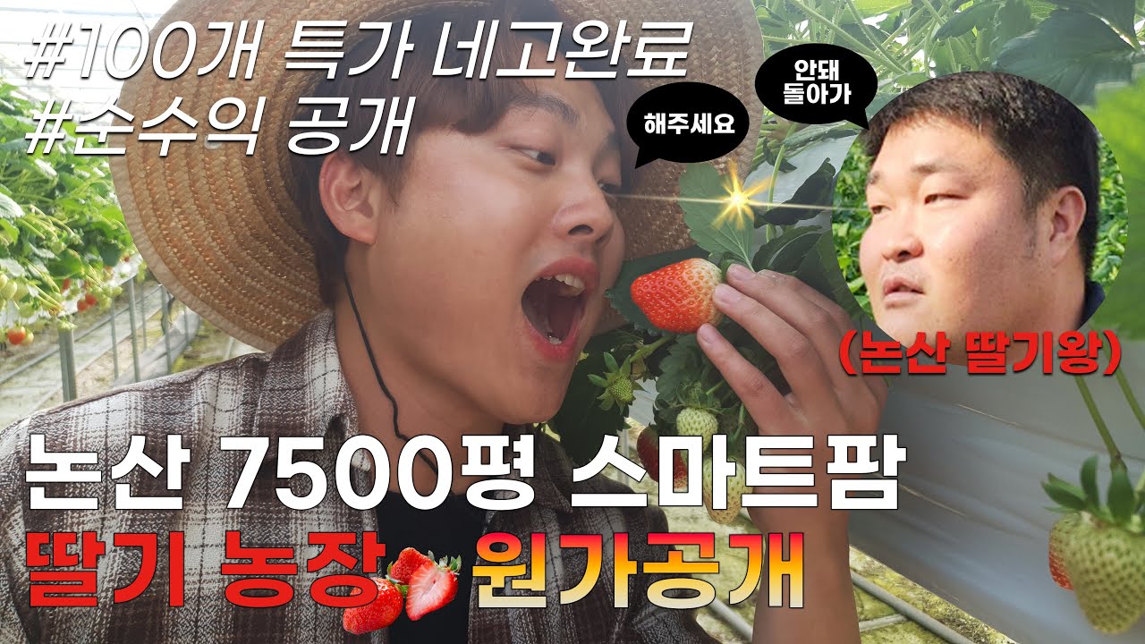 논산 7,500평 스마트팜 딸기농장 딸기 원가는? 순수익 공개!
