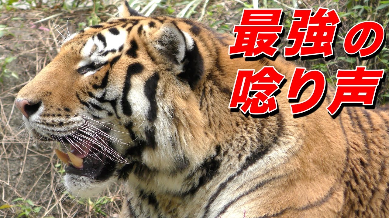 吠えるトラ！！！〜世界最大の虎の鳴き声（アムールトラ）〜
