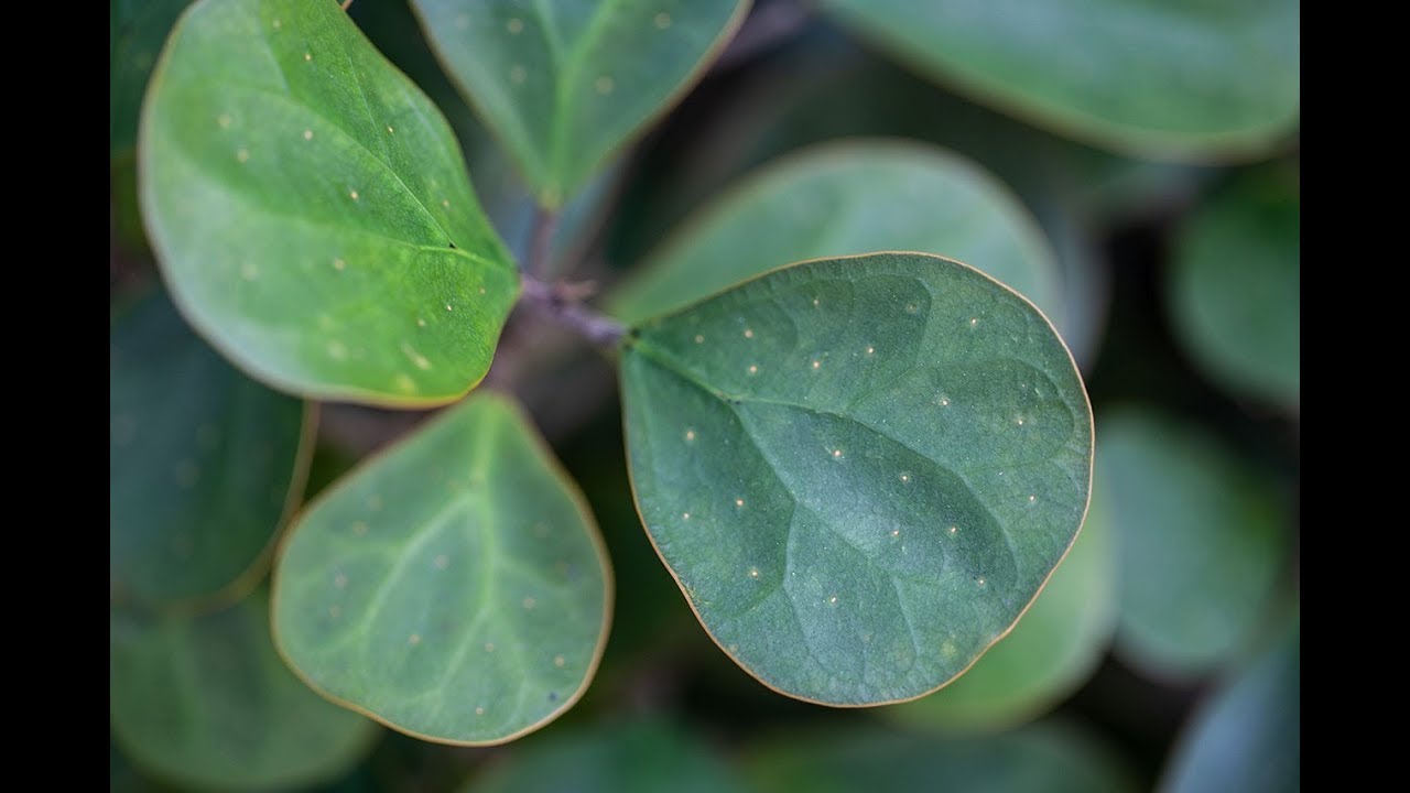 Fairchild Botanic Garden Tour — Plant One On Me — Ep. 094