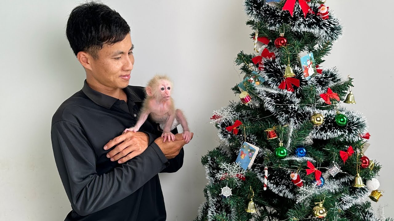 Special Christmas Season: Baby Monkey Enjoys a Wonderful Christmas with Her Beloved Dad