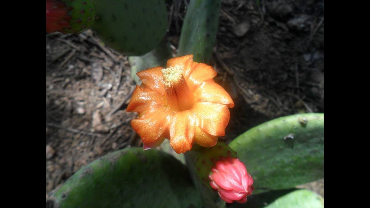 Frutas da caatinga / Quipá / Palmatória / Tacinga inamoena / Agrofloresta paêbirú
