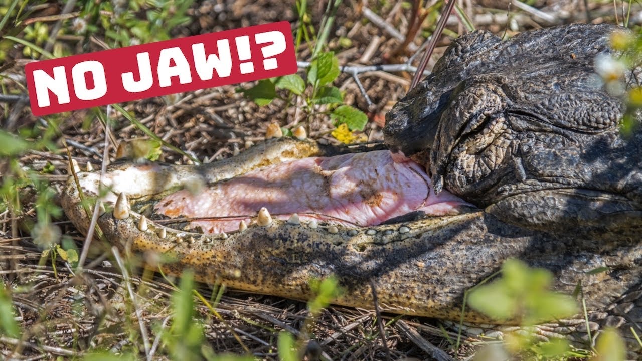 ALLIGATOR MISSING TOP JAW!?