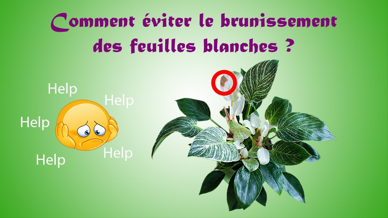 Philodendron birkin: Comment éviter le brunissement des feuilles blanches? et sa culture