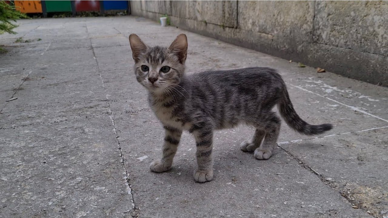 Homeless 5 Hungry Kittens live in an old cemetery.
