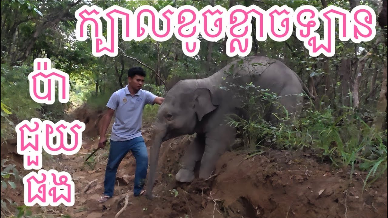 លំផាត់ខ្លាចសម្លេងឡានរត់អោយប៉ាជួយអូនផង,Lompat’s scared the sound of the car run and wants dad to help