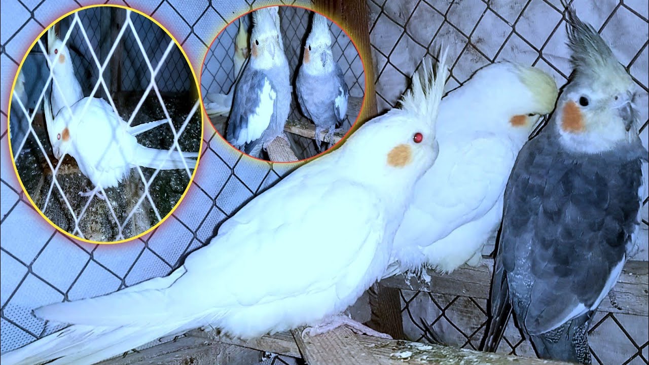 February 15, 2026 | Cocktail Lovers|W pet vlog 