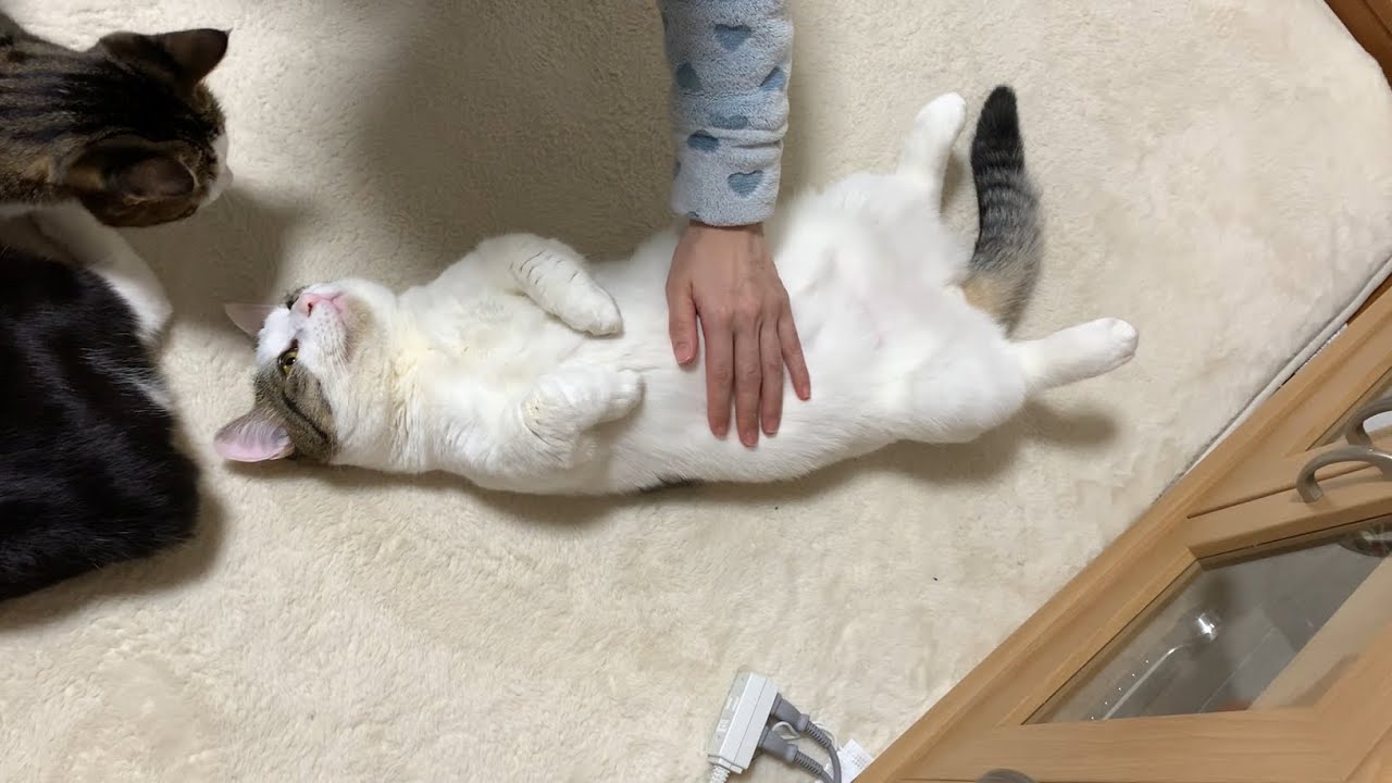 お手本のようなヘソ天の猫