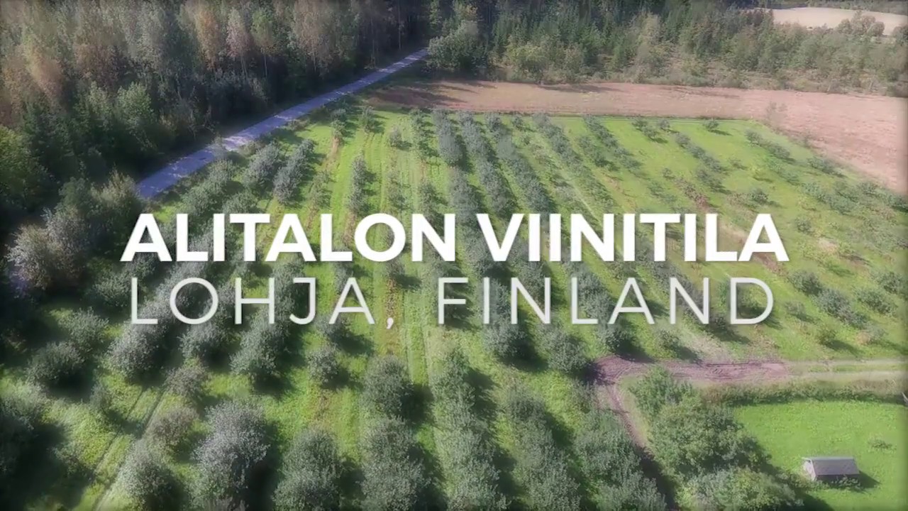 Alitalon viinitila (Ciderberg) - Lohja, Finland