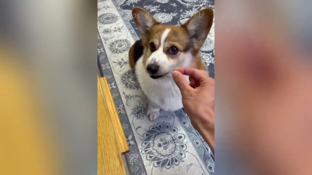 Funniest Dog and Cat videos.#funnyvideo #dog #funnydogs #funnycat #cats #animals #comedyshorts