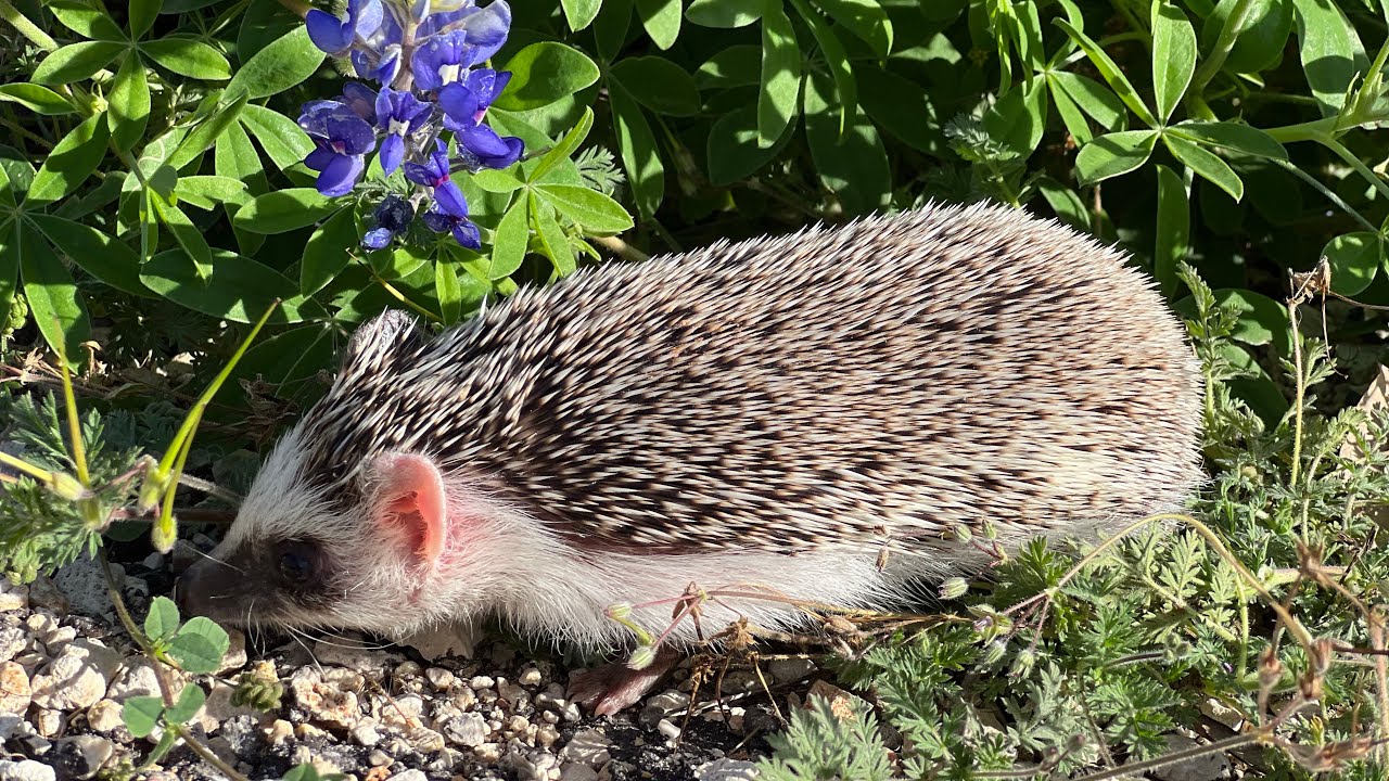 Hedgehog Muscle Injection