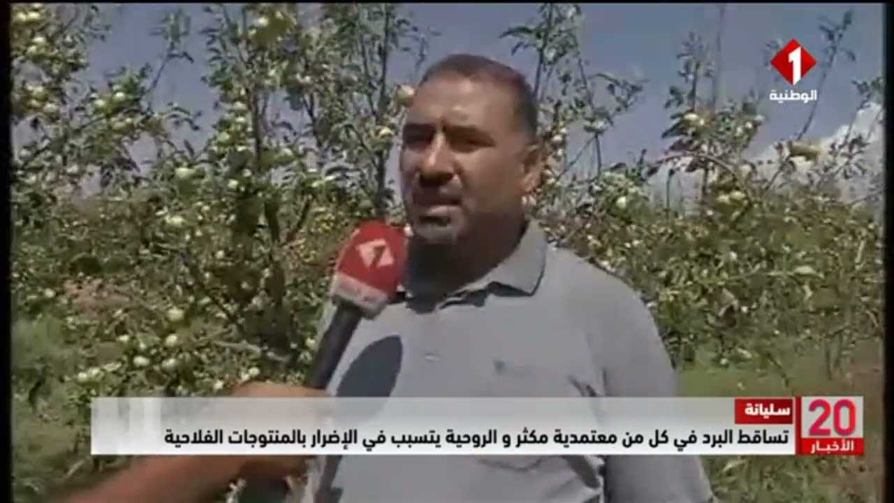 سليانة || تساقط البرد في كل من معتمدية مكثر و الروحية يتسبب في الإضرار بالمنتوجات الفلاحية