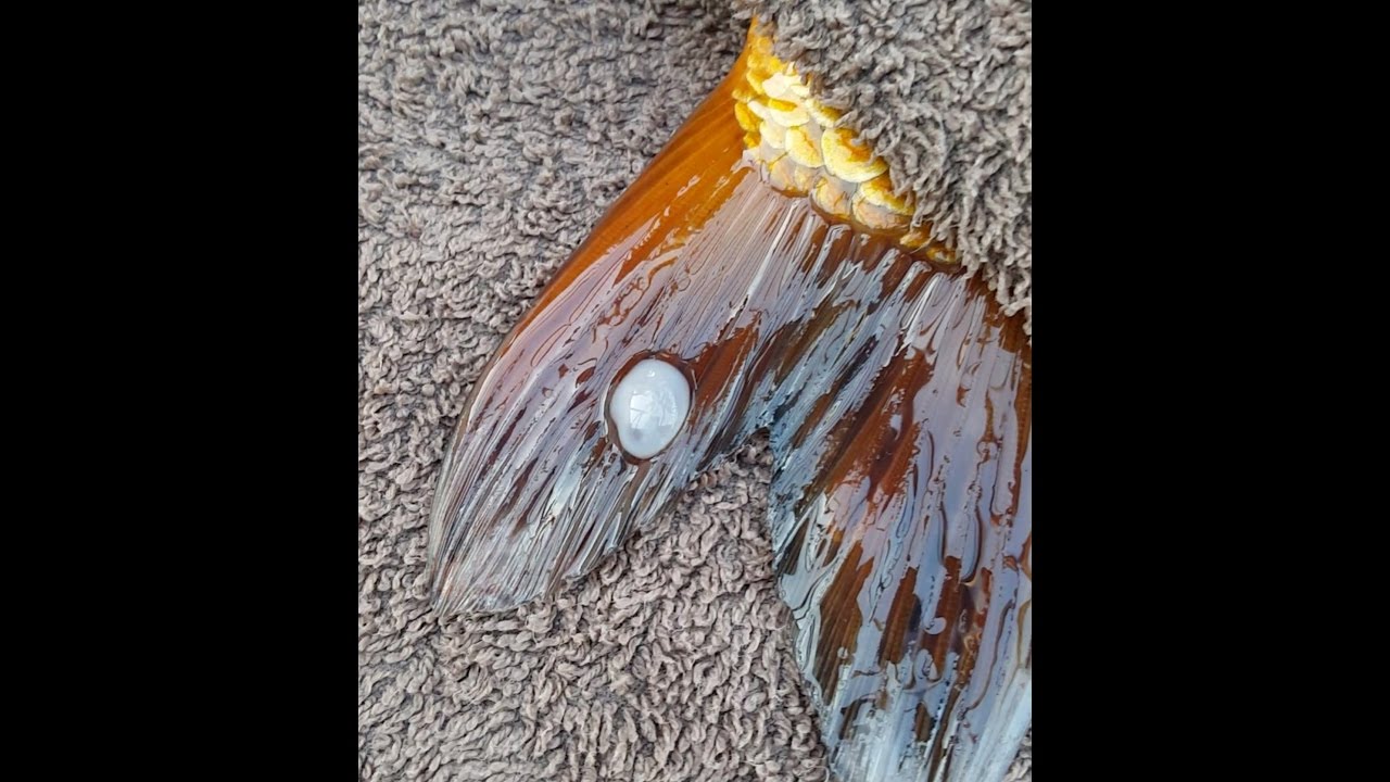Fungal Disease Treatment & Carp Pox Examination Video