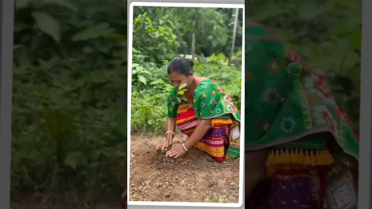 Assam Sets a Green Record with 1.02 Crore Saplings