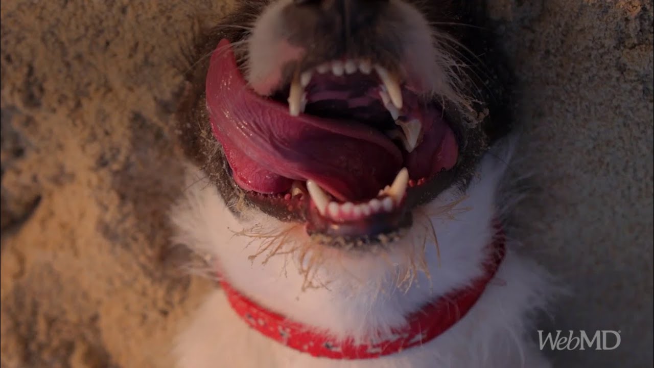 Heatstroke in Dogs: How to Keep Your Dog Safe in the Heat | WebMD