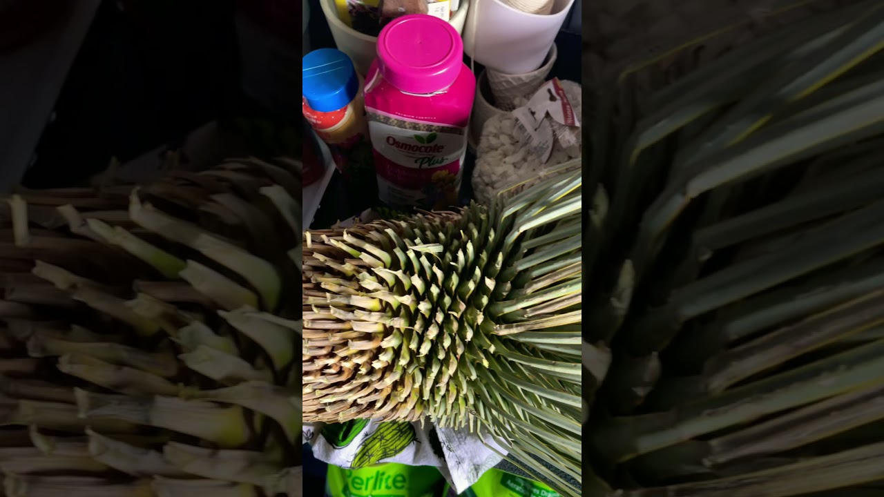 173: CactiOnWhite Shorts: What&rsquo;s Better Than 1 Yucca Rostrata?
