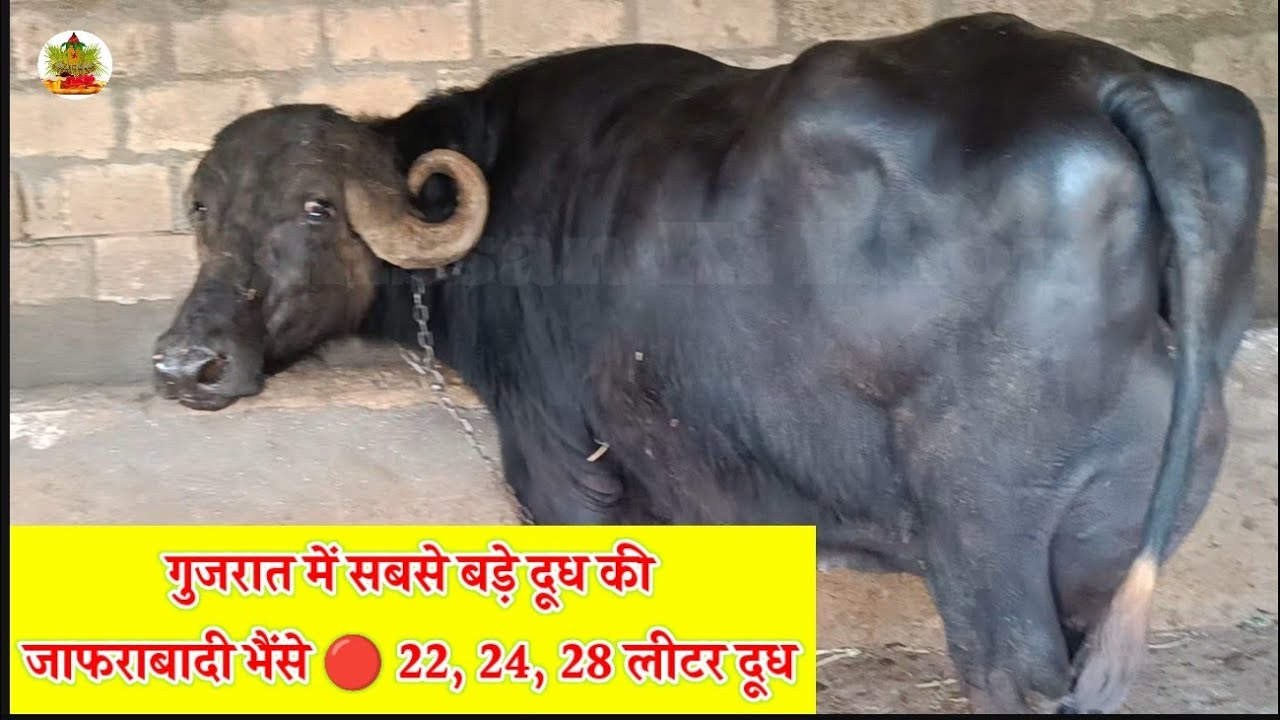 लखपति बना देगी गुजरात ये दूधारू भैंस | कौन बेहतर #मुर्रा  या #जाफराबादी | लम्बे टाइम दूध अधिक #फैट
