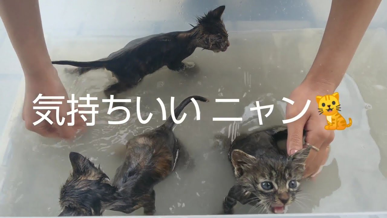 子猫達の初めてのお風呂体験