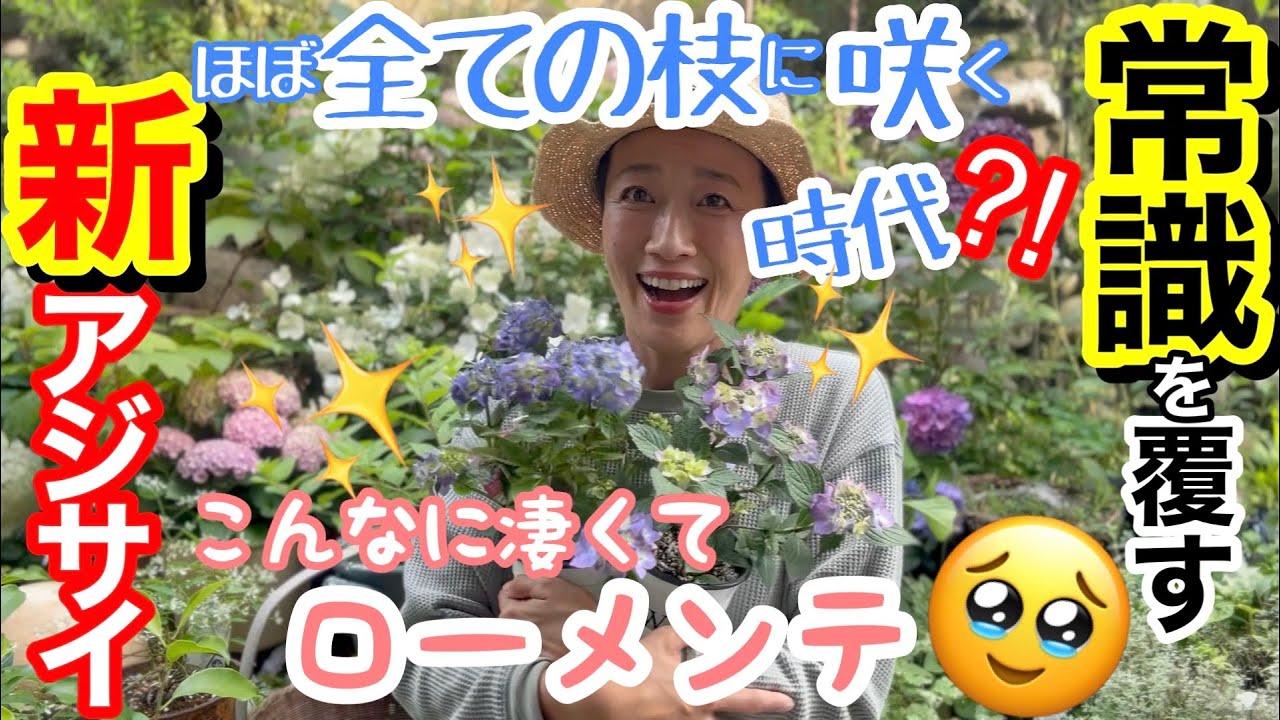 【常識を覆す全く新しいアジサイ登場】2024年新品種✨/ こんなアジサイを待ってた‼️〇枝にも〇枝にも〇枝にも花が咲きます😳/ しかも花期は初夏だけではありません☝️/ 植え替えあり【ガーデニング】